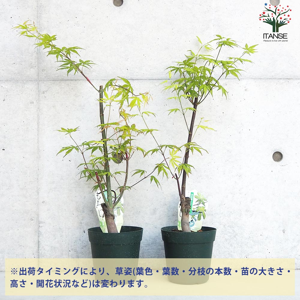 モミジ(カエデ)の苗木 品種：浮雲錦(ウキクモニシキ)【庭木 5号鉢 接木
