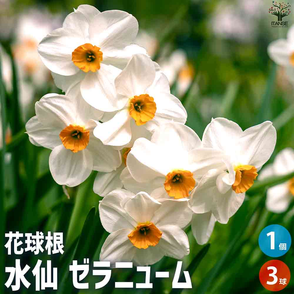 球根 水仙 ゼラニューム 【花苗 3球/1個売り】