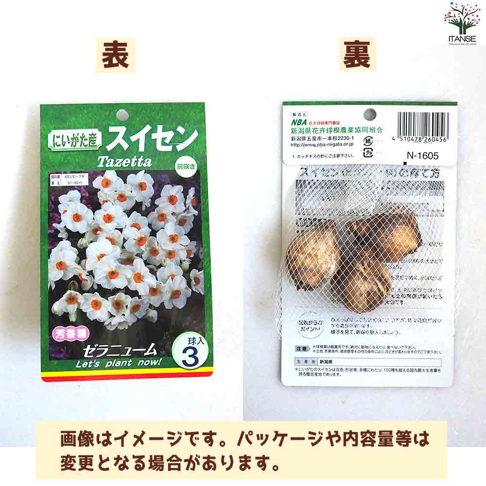 球根 水仙 ゼラニューム 【花苗 3球/1個売り】