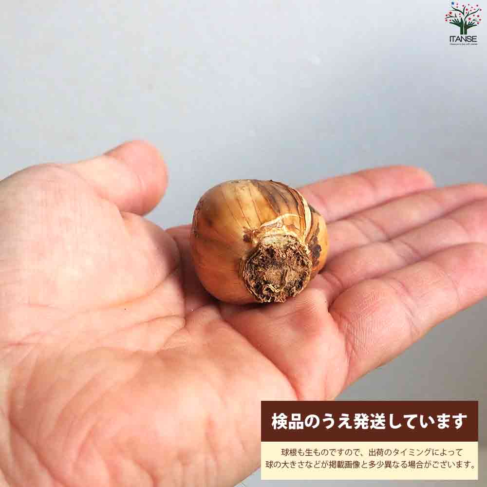 球根 水仙 ゼラニューム 【花苗 3球／1個売り】｜ 【植物の