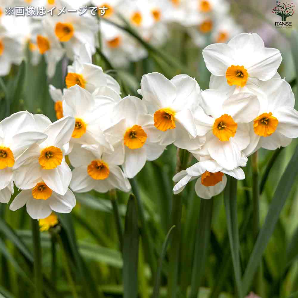 球根 水仙 ゼラニューム 【花苗 3球/1個売り】