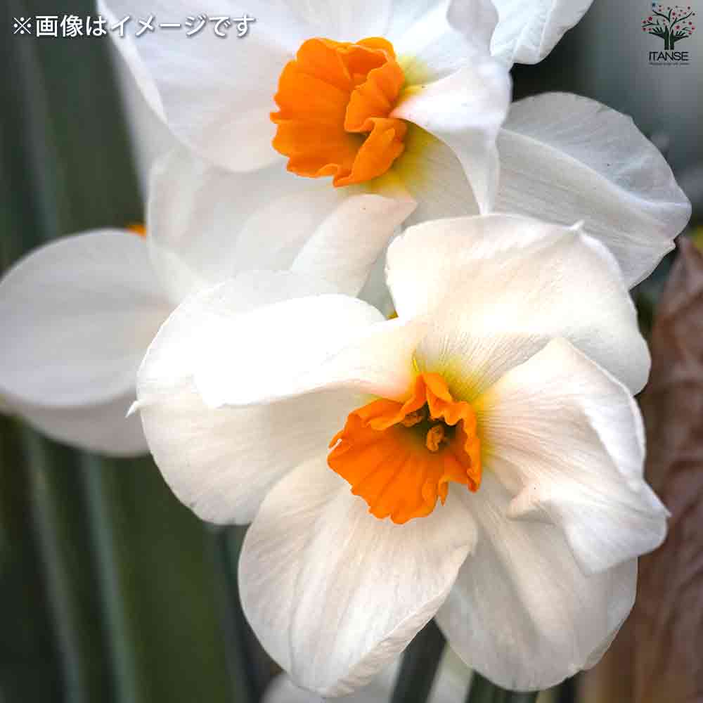 メイテル様 確認用 水仙　超多弁咲き 1球根 ① メイテル様 確認用 水仙 超多弁咲き 1球根 ① メイテル様 確認用 水仙