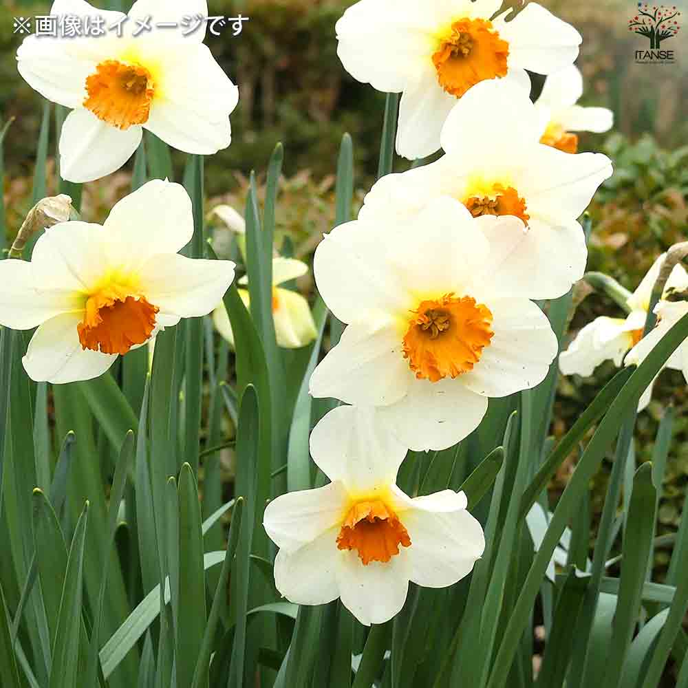 球根 水仙 ゼラニューム 【花苗 3球/1個売り】