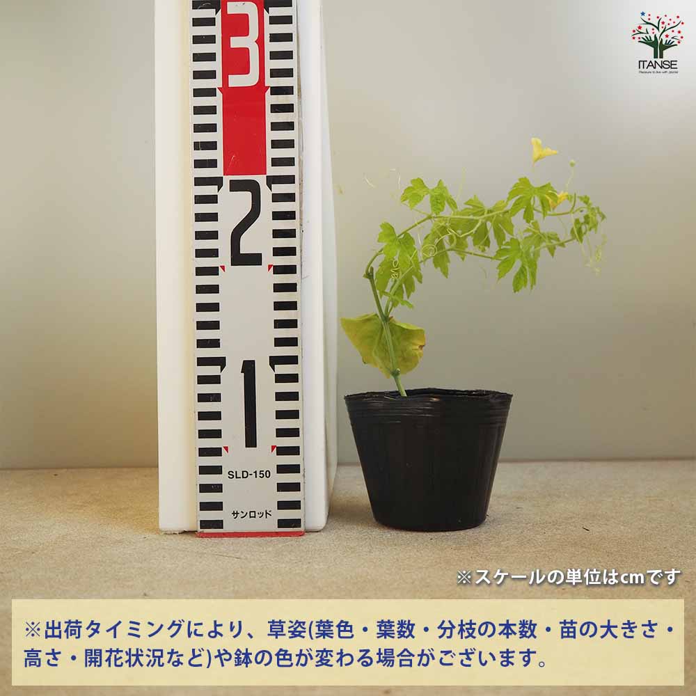 なめらかゴーヤ(苦みマイルド!楽々多収穫!NEWタイプゴーヤー)2個～【自根苗9cmポット】