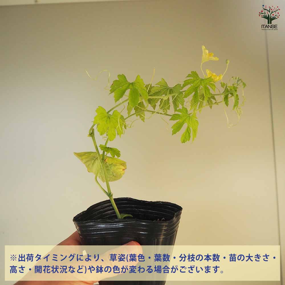 なめらかゴーヤ(苦みマイルド!楽々多収穫!NEWタイプゴーヤー)2個～【自根苗9cmポット】