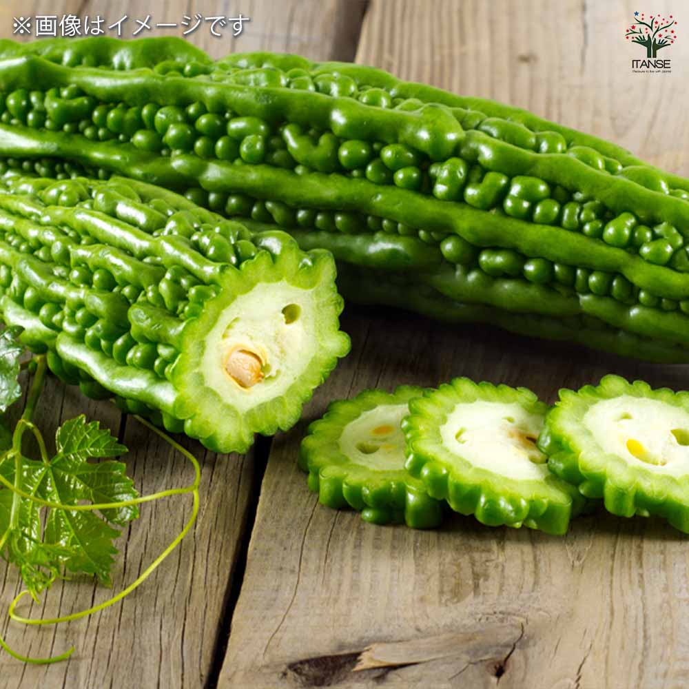 なめらかゴーヤ(苦みマイルド!楽々多収穫!NEWタイプゴーヤー)2個～【自根苗9cmポット】