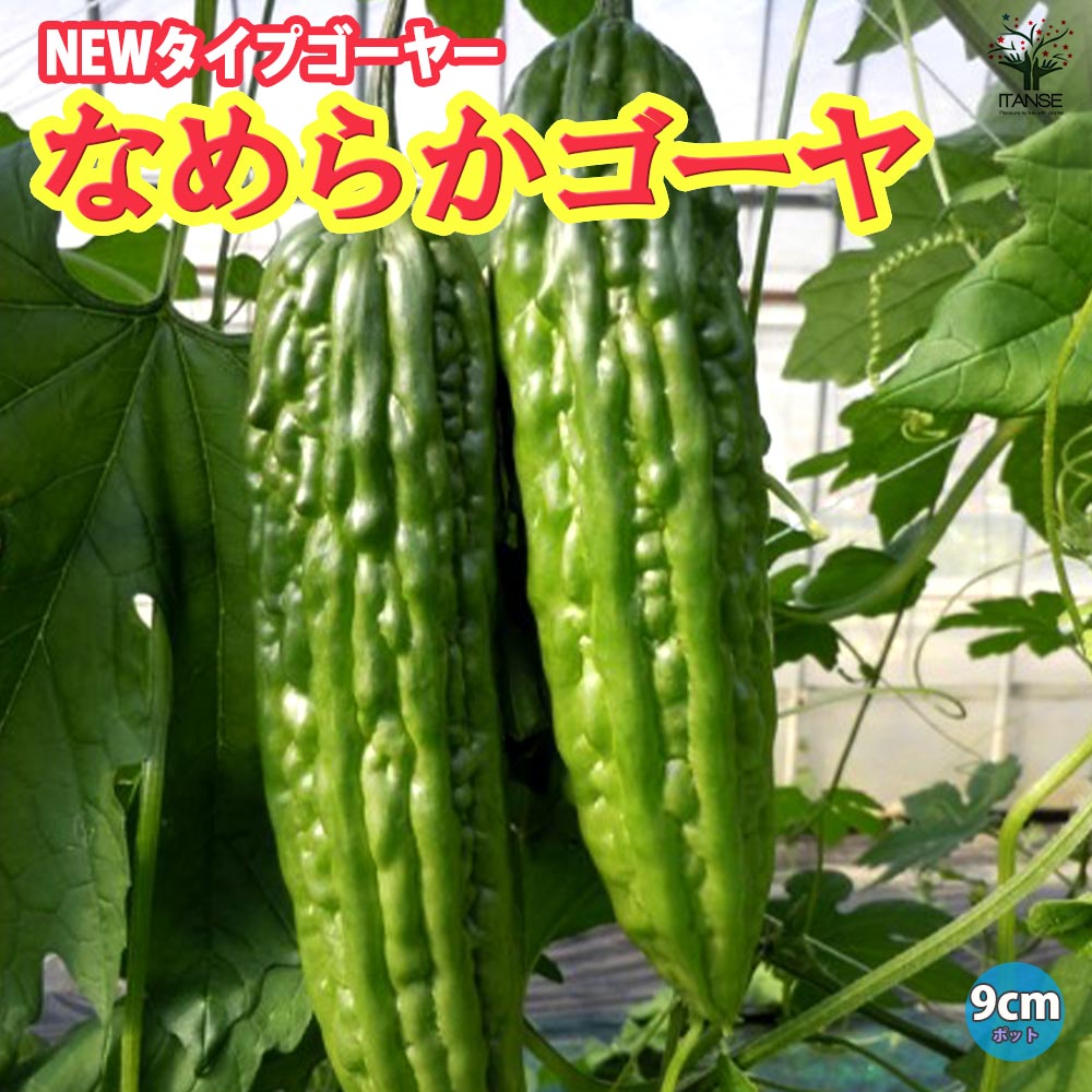 なめらかゴーヤ(苦みマイルド!楽々多収穫!NEWタイプゴーヤー)2個～【自根苗9cmポット】