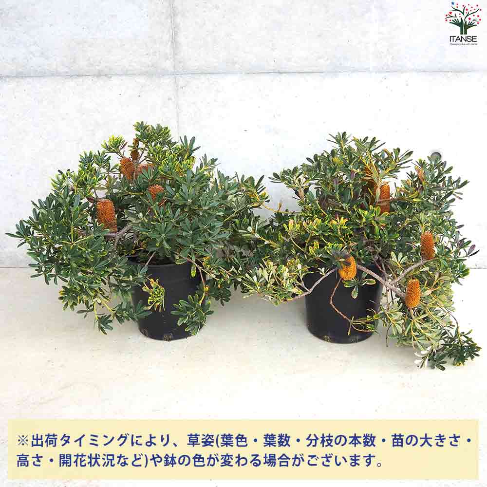バンクシア パラドーサドワーフジンジャー 【庭木 7号鉢／1個売り