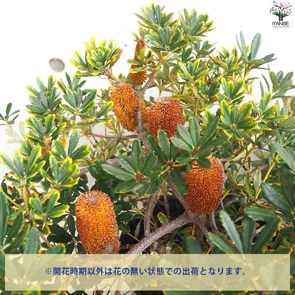 希少 バンクシア パラドーサ ドワーフジンジャー Banksia 矮小種 這性 バンクシア パラドーサドワーフジンジャー 【庭木 7号鉢／1個売り