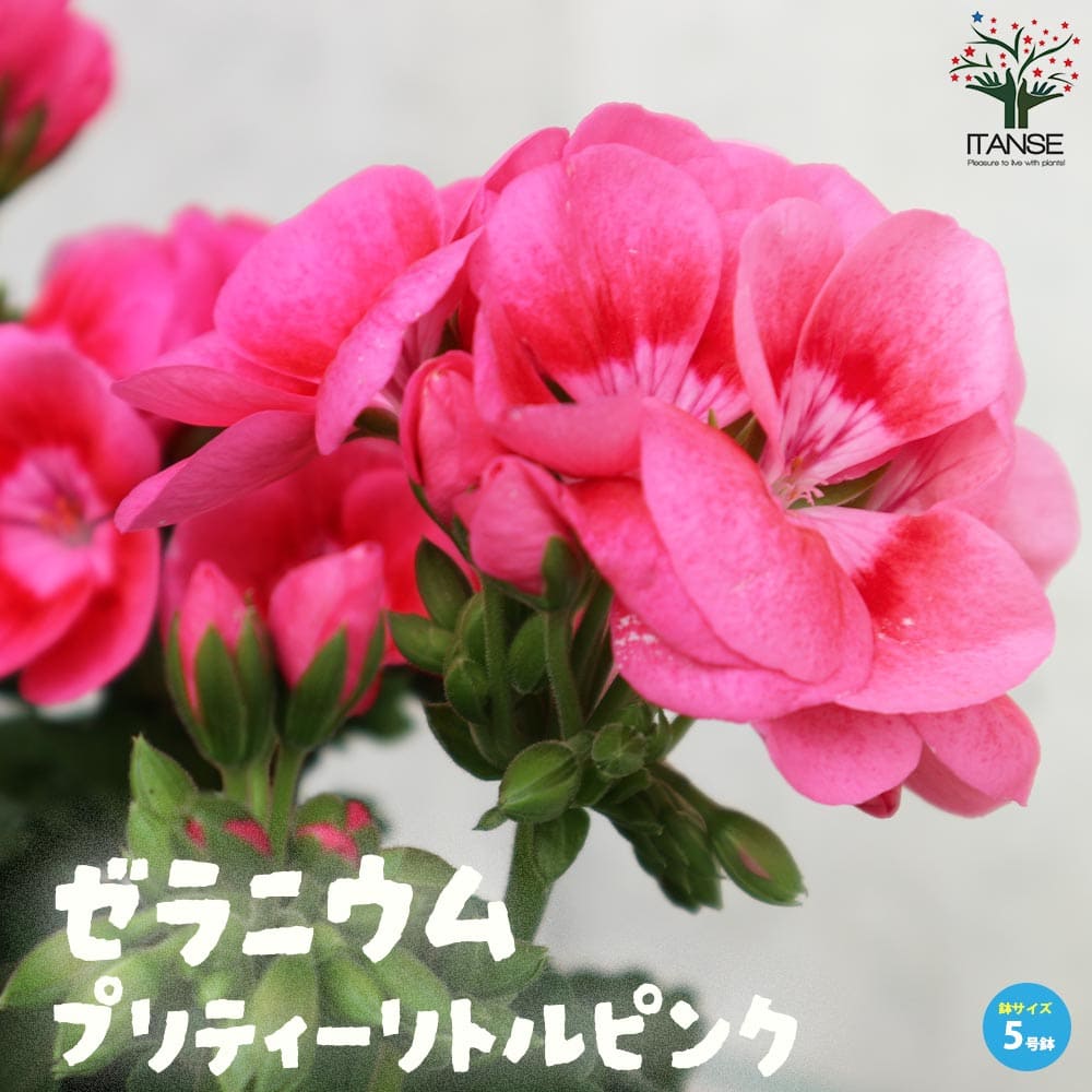多花性ゼラニウム・プリティーリトルピンク【花苗 5号鉢】｜ 【植物の