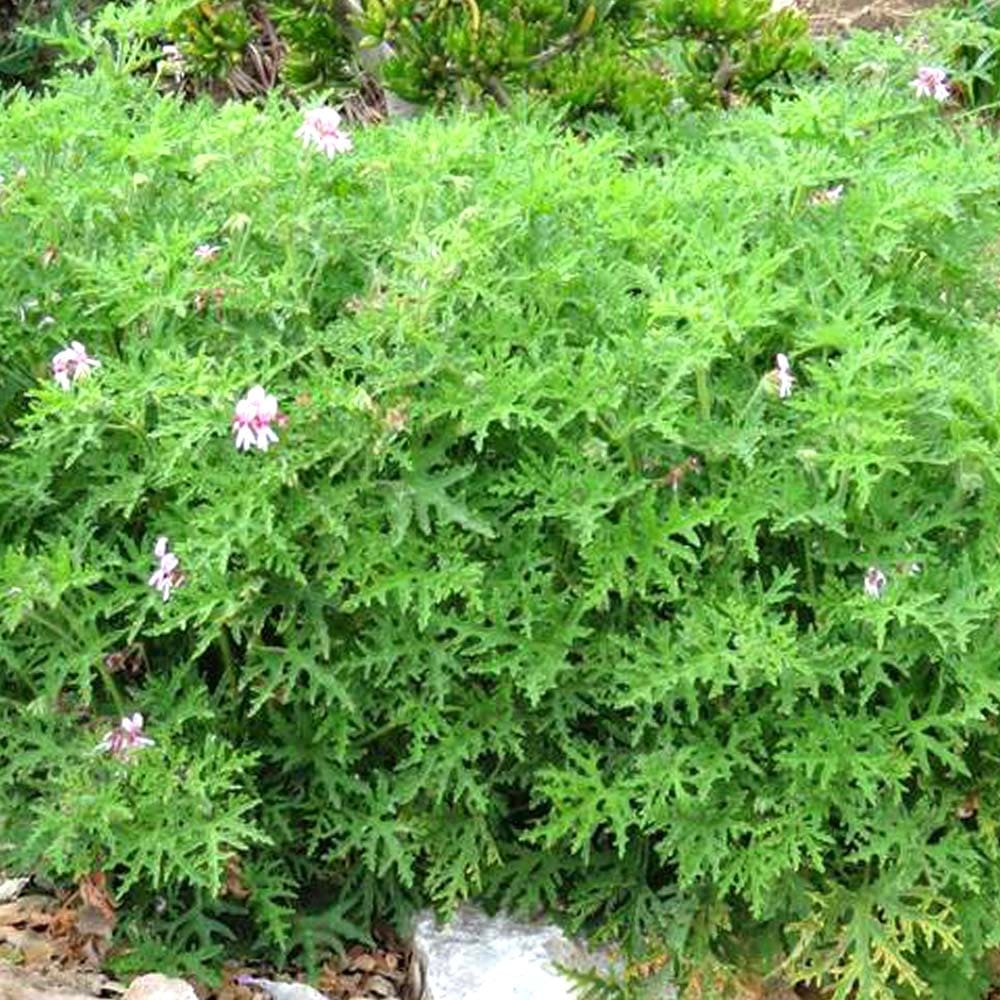 蚊よけハーブの苗 蚊連草（かれんそう）2個～【ハーブの苗 10.5cm】