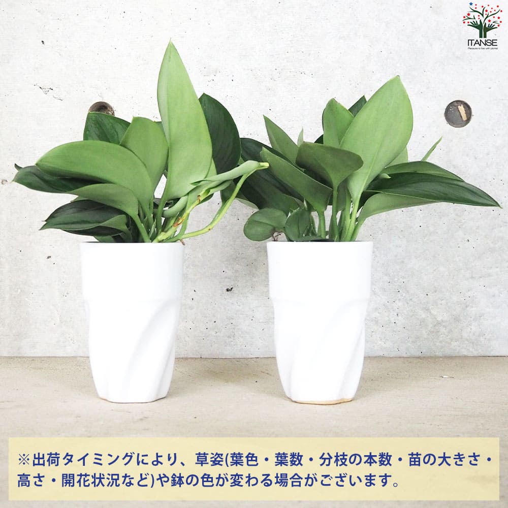 特大 流木付 スキンダプサス 6号鉢 特大 流木付 スキンダプサス 6号鉢