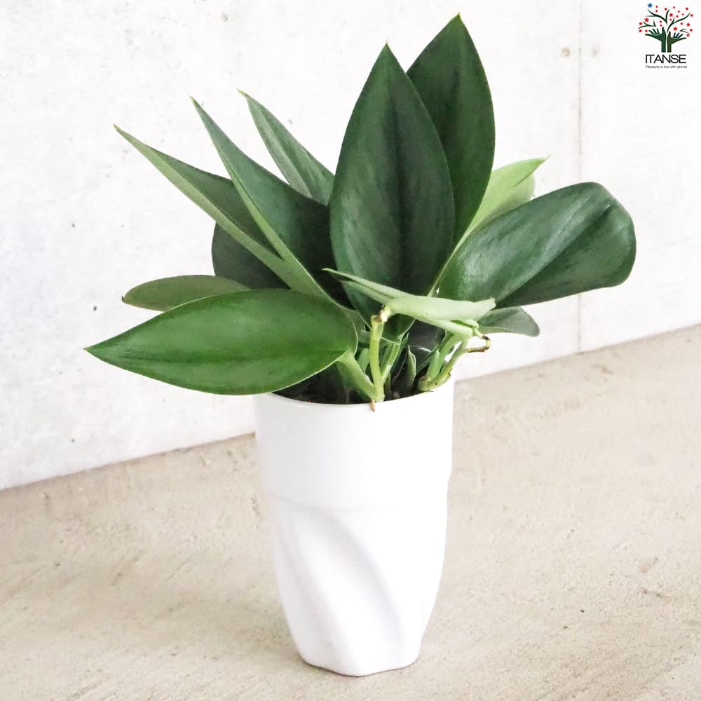 スキンダプサス ムーンライト【観葉植物 3.5号 陶器鉢】｜ 【植物の