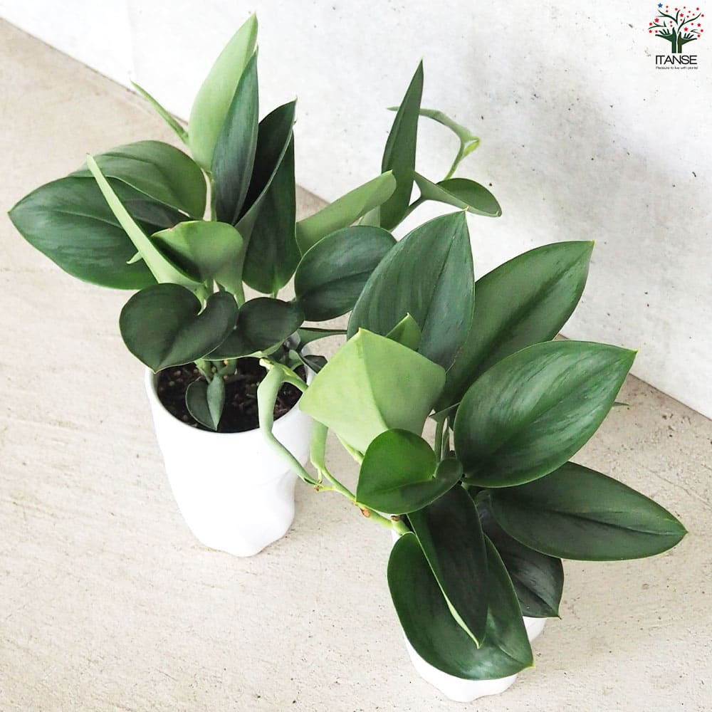 スキンダプサス ムーンライト【観葉植物 3.5号 陶器鉢】｜ 【植物の