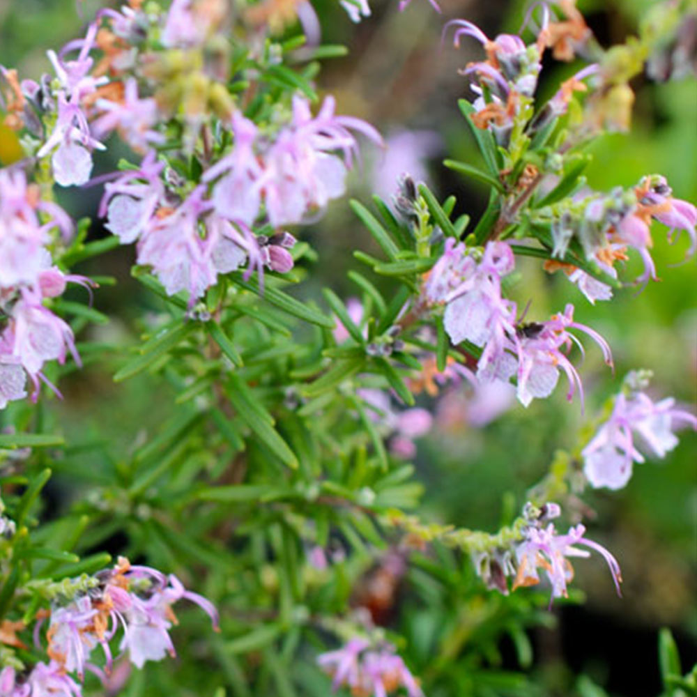 ローズマリー マジョルカピンク (半立性)【ハーブ苗9cmポット