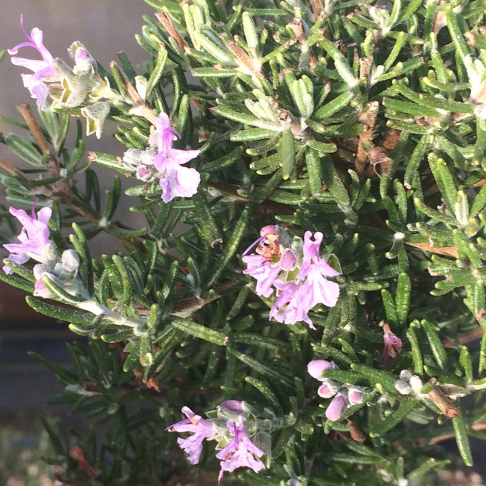 ローズマリー マジョルカピンク (半立性)【ハーブ苗9cmポット】