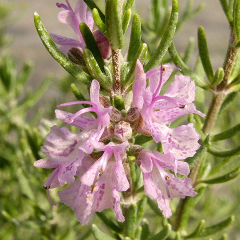 ローズマリー マジョルカピンク (半立性)【ハーブ苗9cmポット】