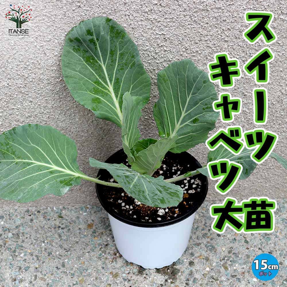キャベツの苗 スイーツキャベツ【野菜の苗 15cmポット売り】