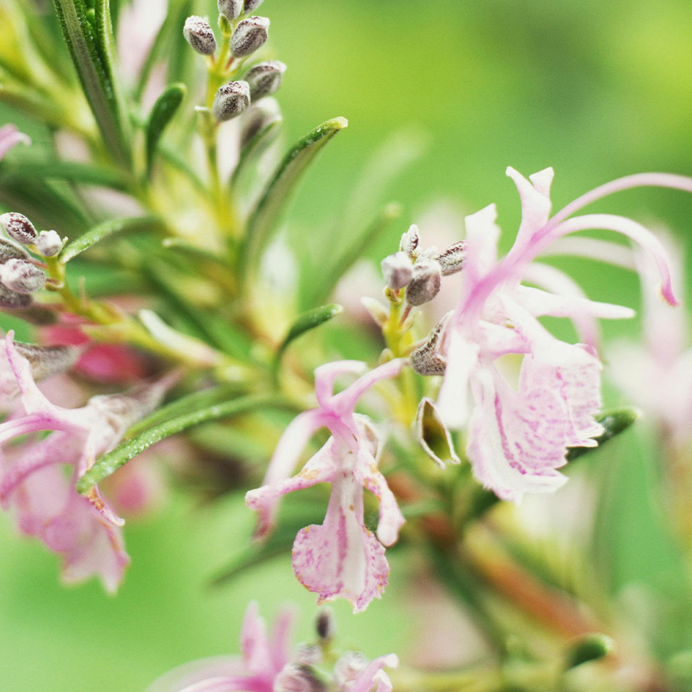 ローズマリー マジョルカピンク (半立性)【ハーブ苗9cmポット】