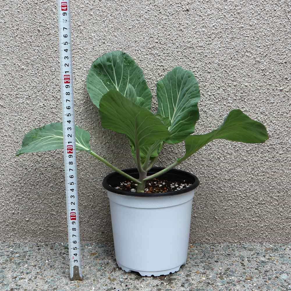 キャベツの苗 スイーツキャベツ【野菜の苗 15cmポット売り】