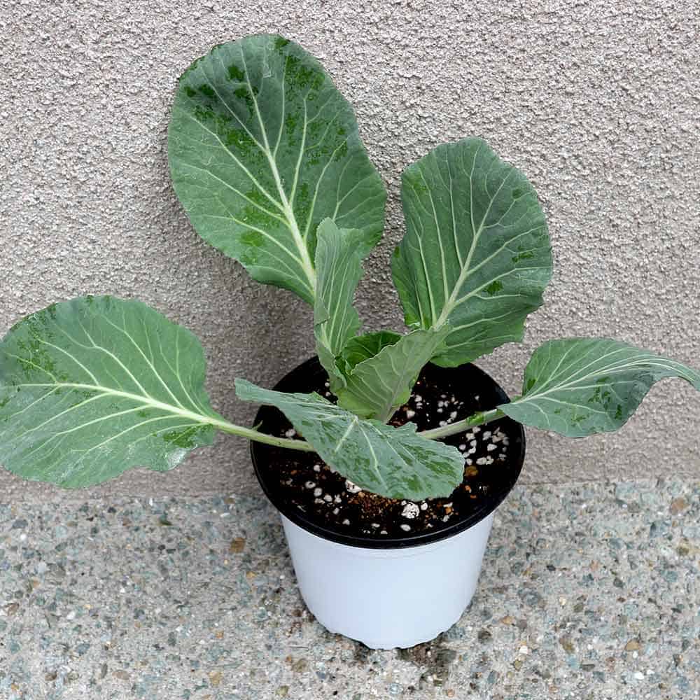 キャベツの苗 スイーツキャベツ【野菜の苗 15cmポット売り】