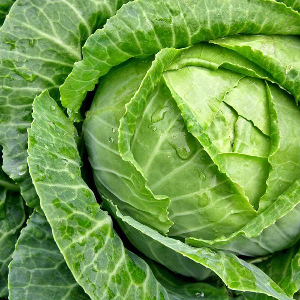 キャベツの苗 スイーツキャベツ【野菜の苗 15cmポット売り】