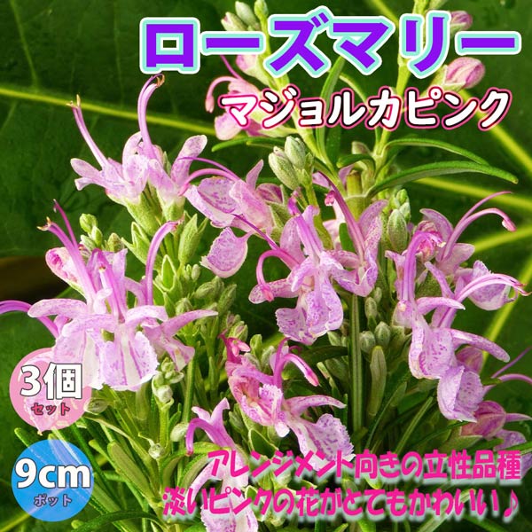 ローズマリー マジョルカピンク (半立性)【ハーブ苗9cmポット