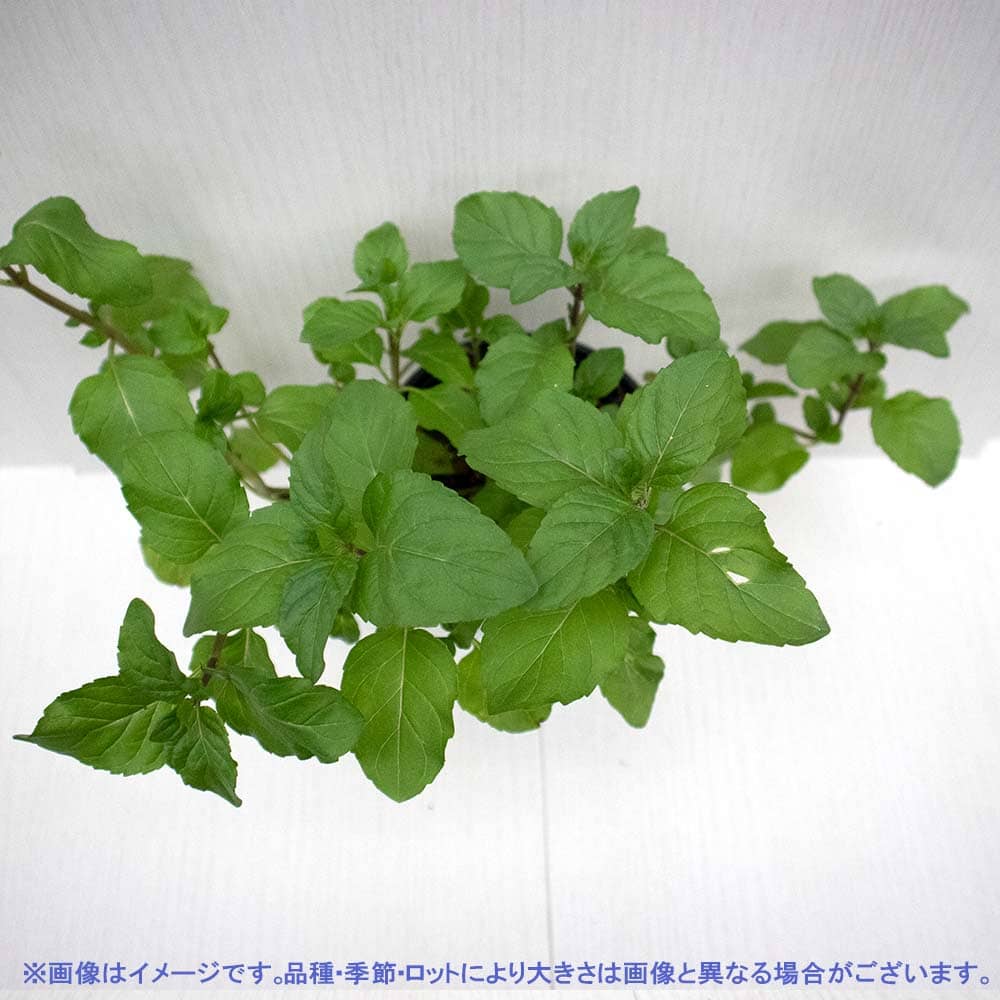 ハービウム オーデコロン ハーブ 60ml ハービウム オーデコロン ハーブ 60ml