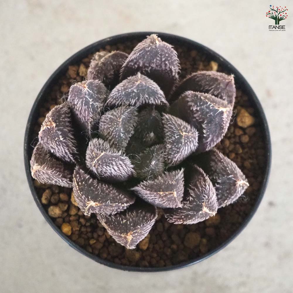 ハオルチア(青) タランチュラ 【多肉植物 2.5号ポット／1個売り