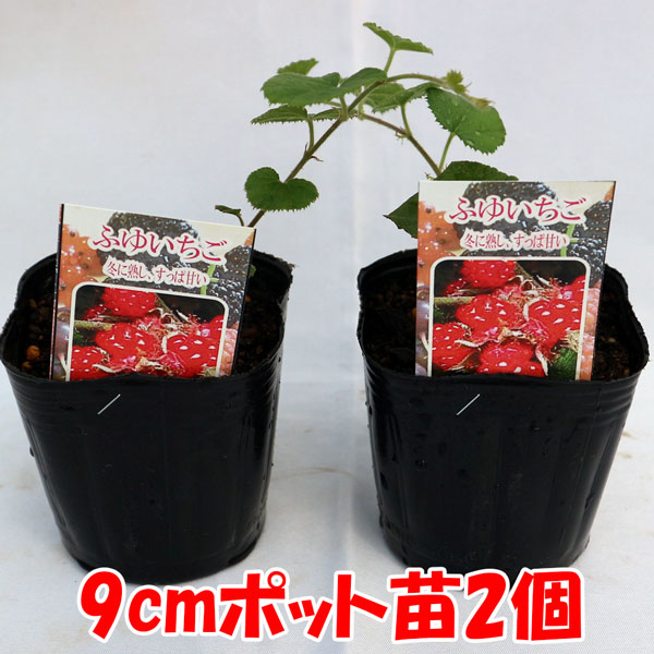 冬いちご苗 お買い得2個セット【果樹苗／9cmポット挿し木苗】 いちごのような白花が可愛く、冬に木いちごのような透明感のある赤い実が収穫できるつる性果樹