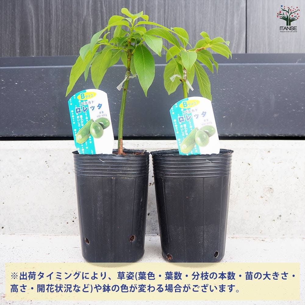 アボカド ロレッタ 【果樹の苗木 4.5号ロングポット／1個売り