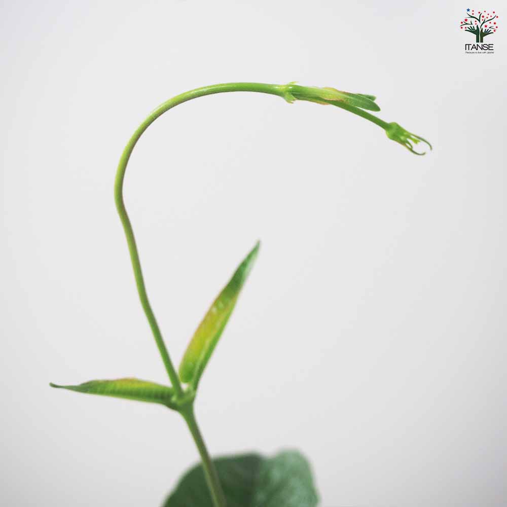 マンデビラ ローズジャイアント 【花苗 3号ポット】