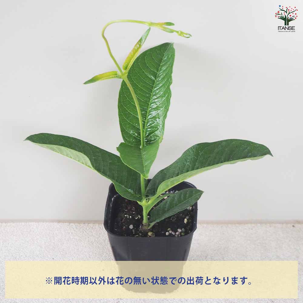 マンデビラ ローズジャイアント 【花苗 3号ポット】