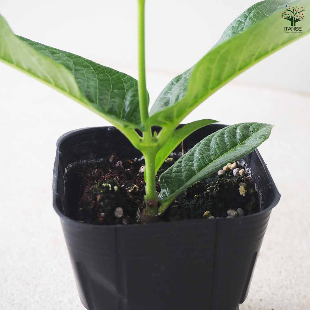 マンデビラ ローズジャイアント 【花苗 3号ポット】