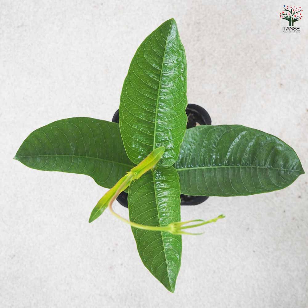 マンデビラ ローズジャイアント 【花苗 3号ポット】