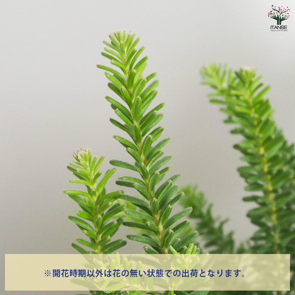 ヒカゲノカズラご予約ページ