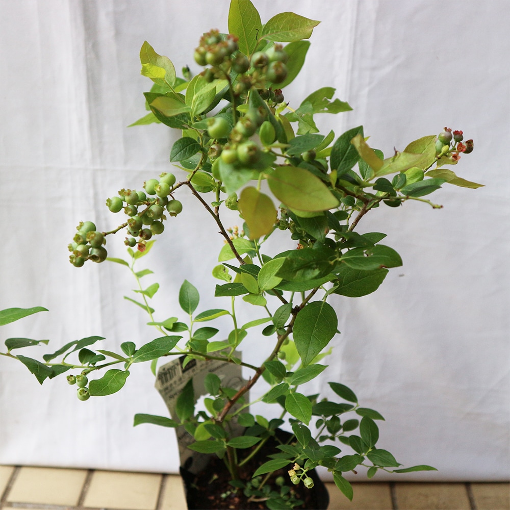 大実サザンハイブッシュ系ブルーベリー シャープブルー【果樹苗 挿し木