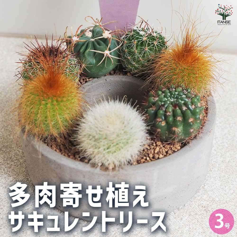 多肉寄せ植え サキュレントリース 【多肉植物 3号リース鉢／1個売り】