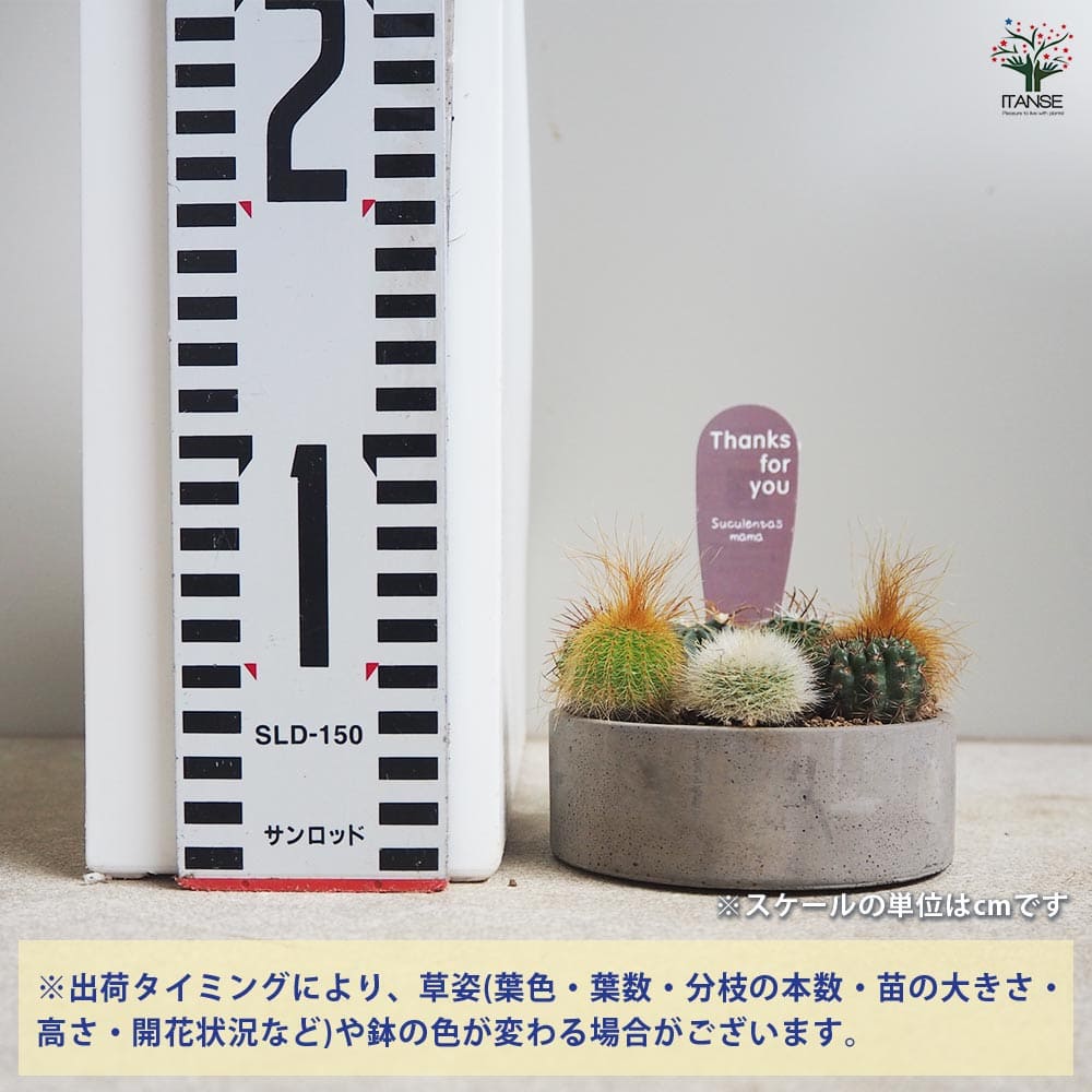 多肉寄せ植え サキュレントリース 【多肉植物 3号リース鉢／1個売り】