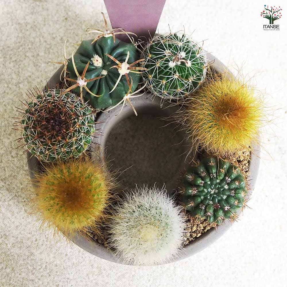 多肉寄せ植え サキュレントリース 【多肉植物 3号リース鉢／1個売り】