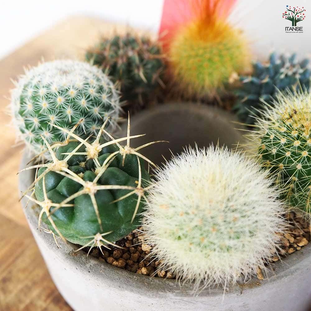 多肉寄せ植え サキュレントリース 【多肉植物 3号リース鉢／1個売り