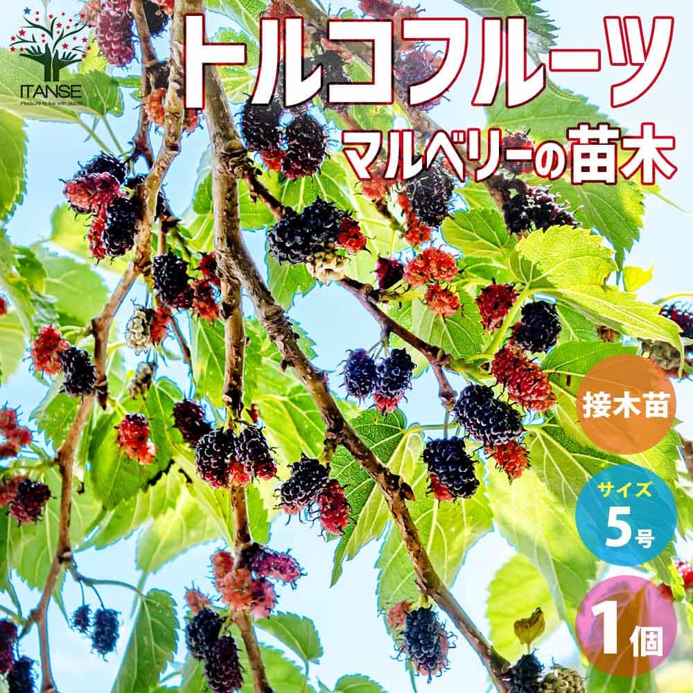 マルベリー(桑の木) トルコフルーツ 【果樹の苗木 5号鉢／1個売り】