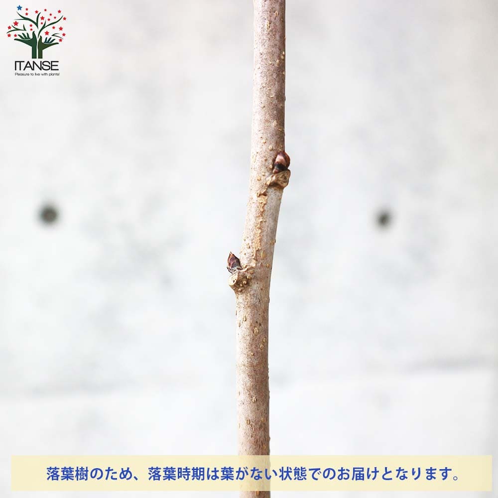 マルベリー(桑の木) トルコフルーツ 【果樹の苗木 5号鉢／1個売り】