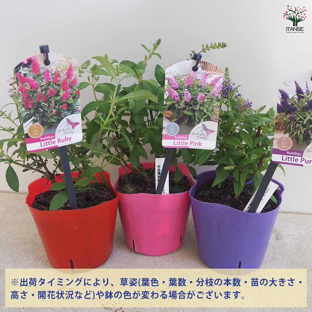 ビ*ー様 フリーセア、キャンディストライプ、レア品種子株切り苗