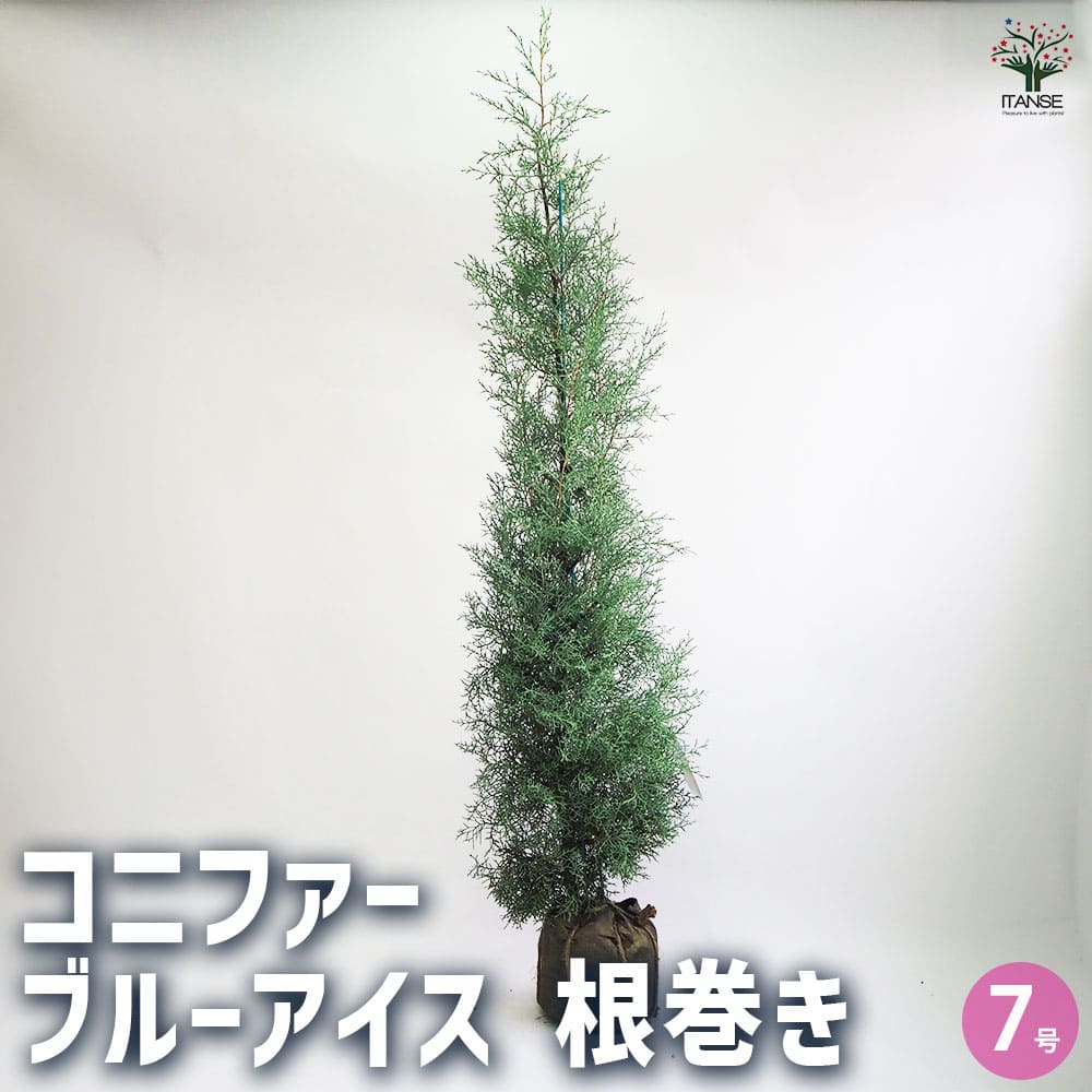 シラカバ苗木・コニファーブルーアイス苗木 2種セット❗ 人気シンボルツリー コニファー ブルーアイス 苗 190cm❗綺麗な樹形 シルバーブルー 特選