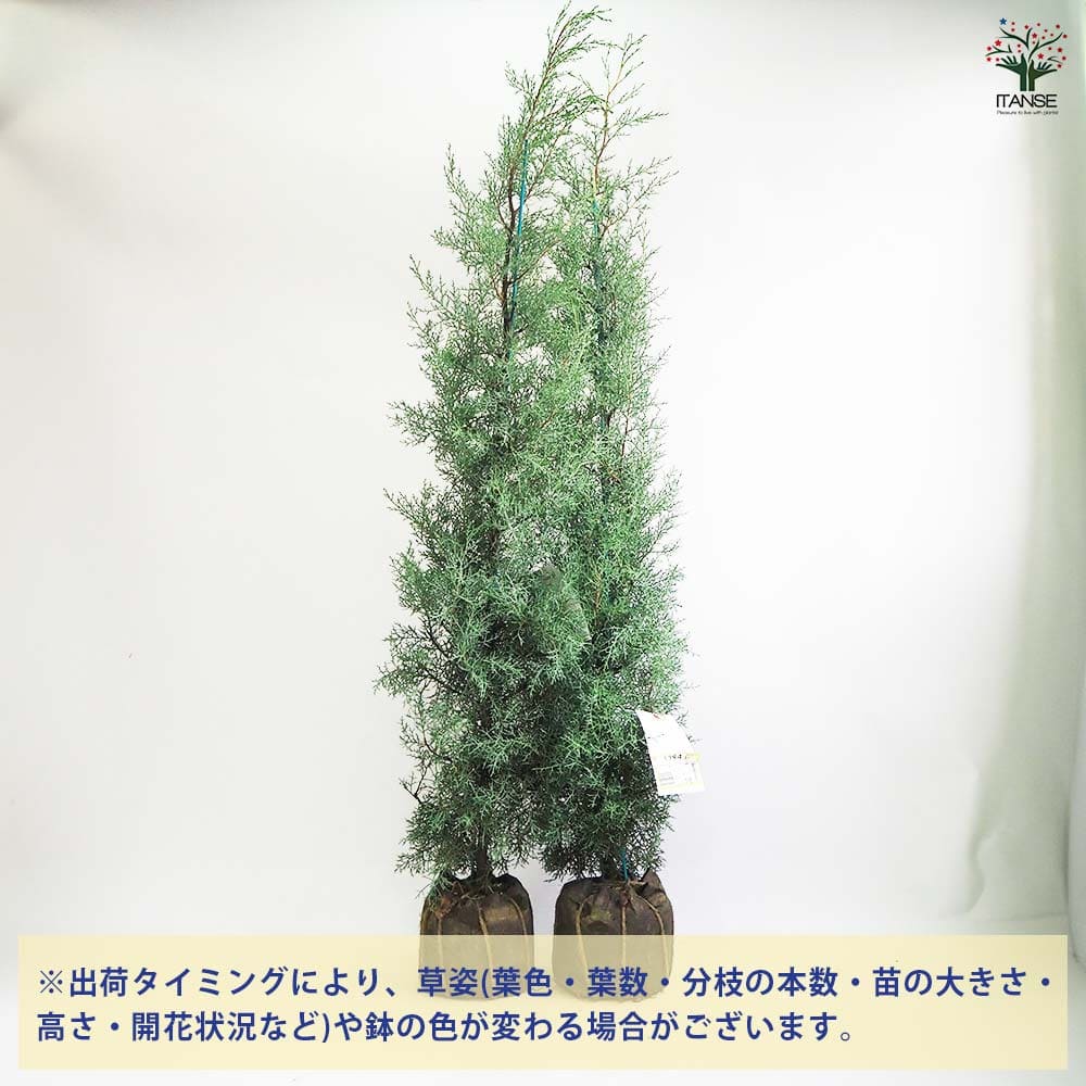 ブルーアイス 苗 200cm?綺麗な葉色 シルバーブルー 大型優良株