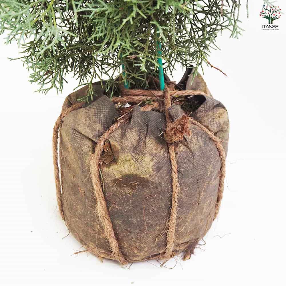 コニファー ブルーアイス 根巻き 【庭木 7号／1個売り】｜ 【植物の