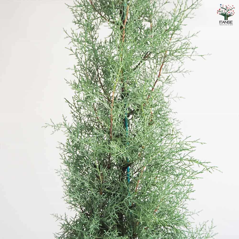 コニファー ブルーアイス 根巻き 【庭木 7号／1個売り】｜ 【植物の