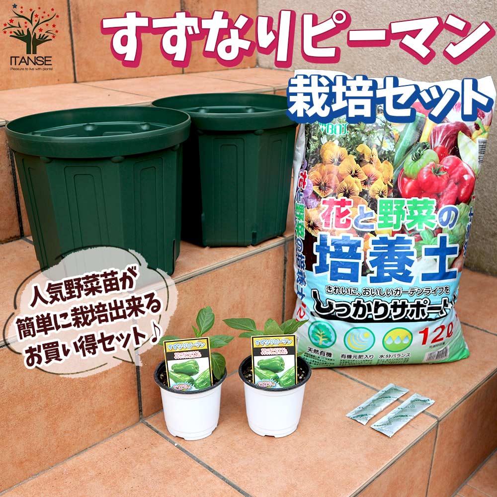 栽培セット すずなりピーマン【野菜の苗 9cm～10.5cmポット苗／お買い得2個セット】