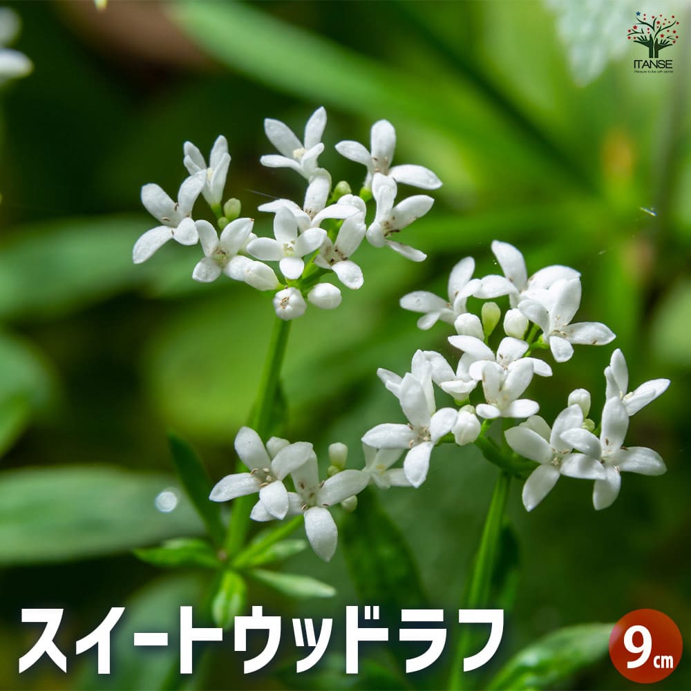 スイートウッドラフ 【ハーブの苗 9cmポット】
